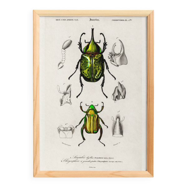 Affiche sur les scarabées, d’après une gravure ancienne de 1849.