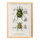 Poster about scarabs, based on an old engraving from 1849.