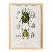 Poster about scarabs, based on an old engraving from 1849.
