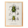 Poster about scarabs, based on an old engraving from 1849.