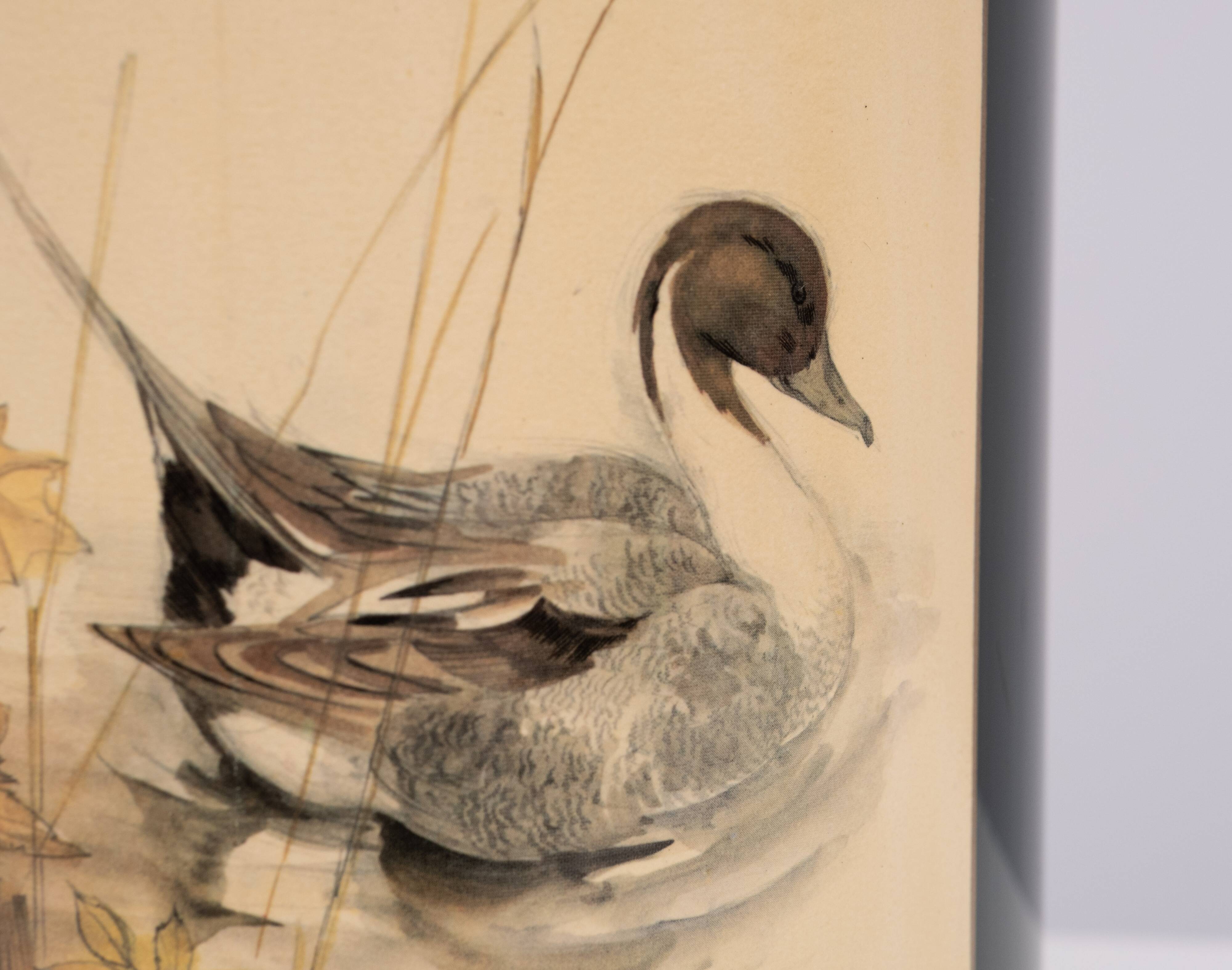 English Metal Waste Basked Bird lithograph 1960s