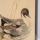 Lithographie d'un oiseau en panier de déchets métalliques anglais, années 1960