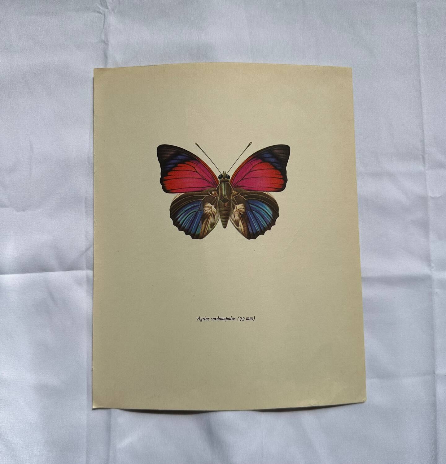 Antique butterfly engraving vintage botanical plate naturalist etching