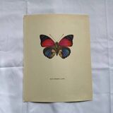 Antique butterfly engraving vintage botanical plate naturalist etching