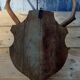 Deer massacre trophy