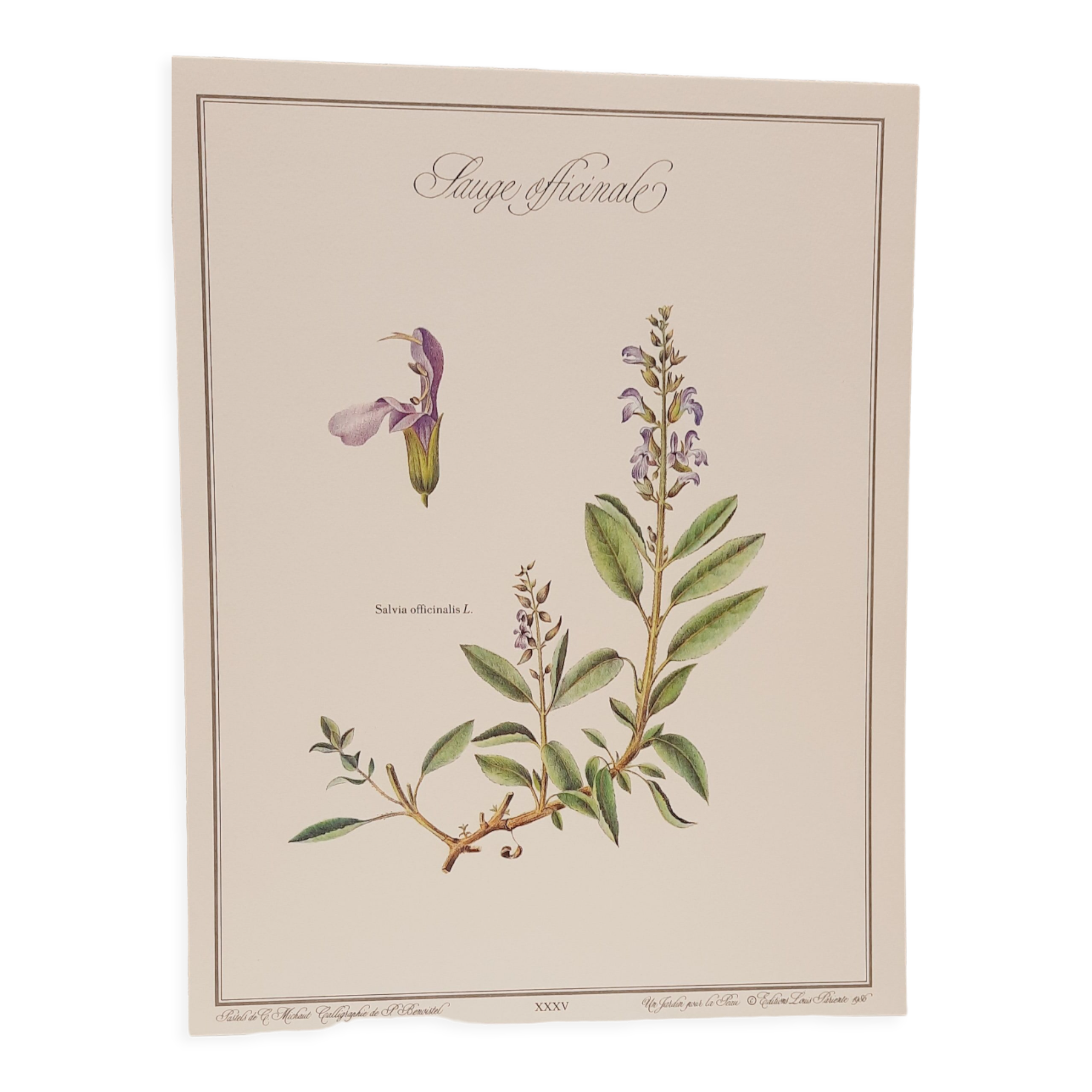 Botanical board Sage Officinale