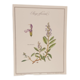 Botanical board Sage Officinale