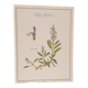 Botanical board Sage Officinale