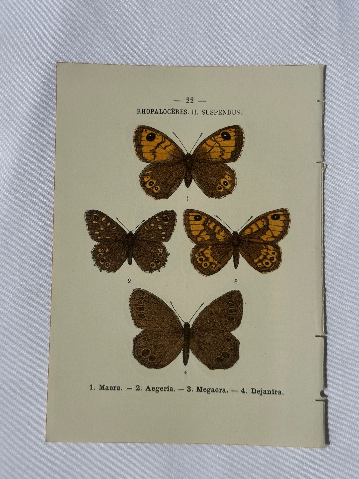 🦋 Botanical Plate Engraving of a Butterfly, 19th Century Naturalist