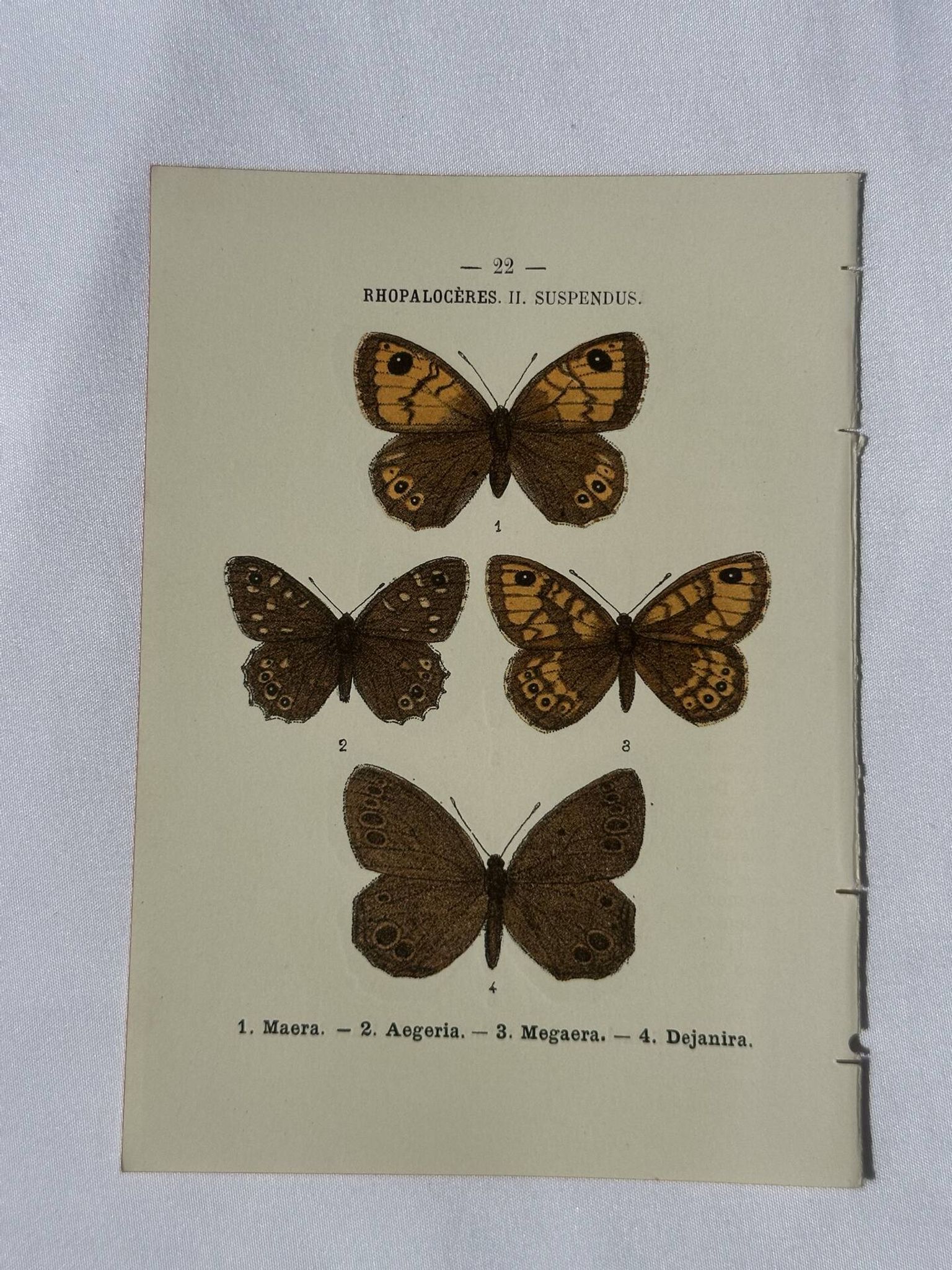 Planche Botanique Gravure Papillon naturaliste ancienne 19eme