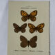 🦋 Botanical Plate Engraving of a Butterfly, 19th Century Naturalist