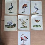 7 bird illustrations