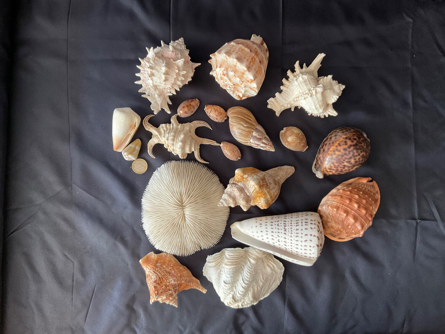Shell Collection