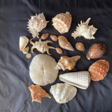 Collection coquillages