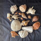 Shell Collection