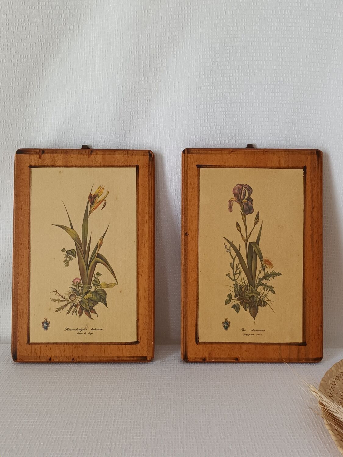 Vintage botanical boards frames