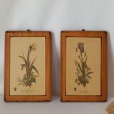 Vintage botanical boards frames