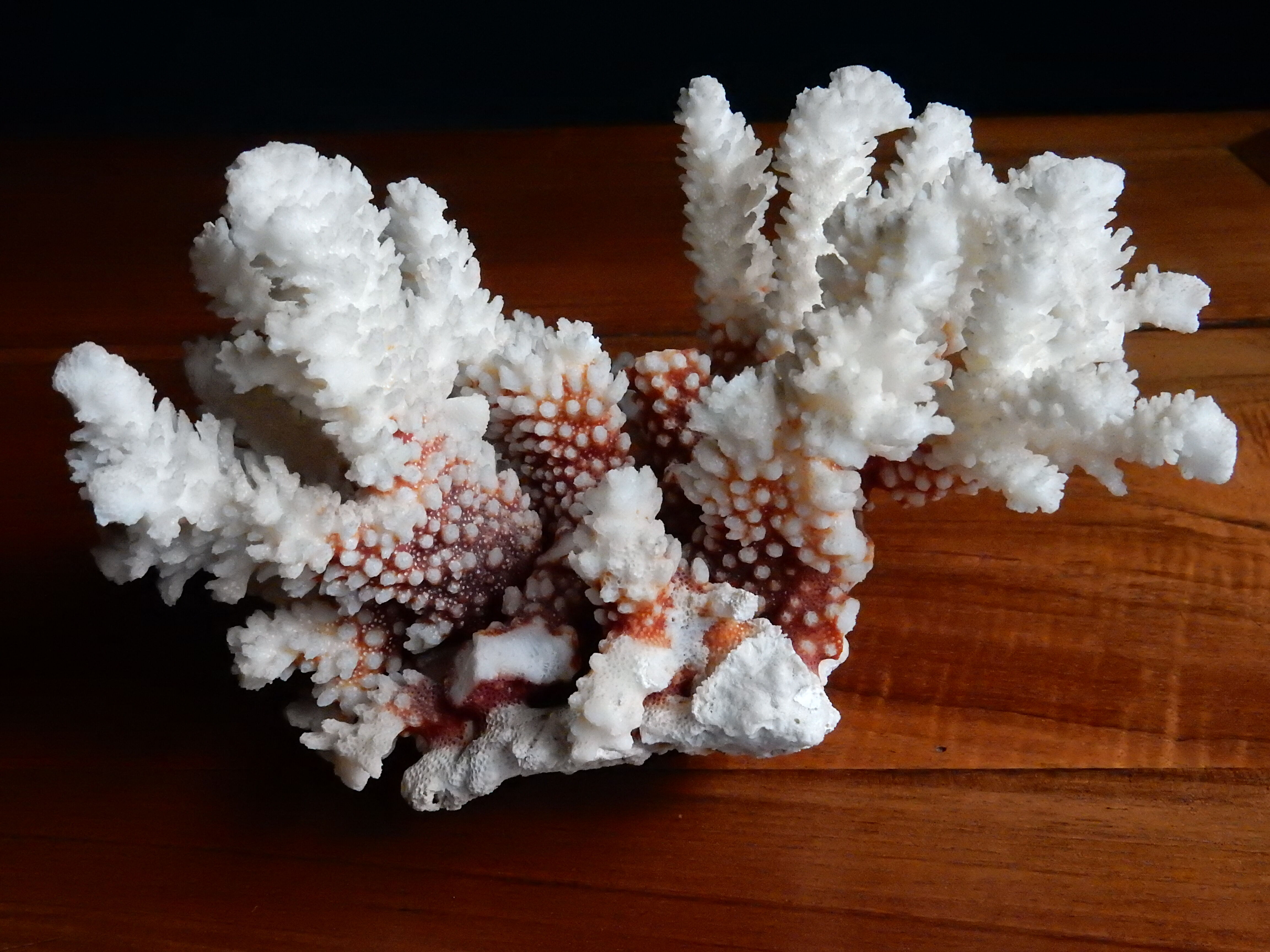 Ancient white coral from the 70s