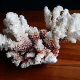 Ancient white coral from the 70s