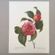 Vintage impression Camellia flower mixed 1960s