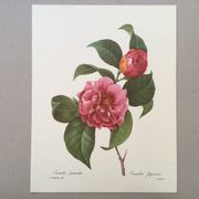 Impression vintage Fleur Camélia panaché années 60