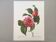Vintage impression Camellia flower mixed 1960s