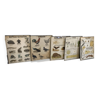 Lot de cinq planches didactiques Deyrolle