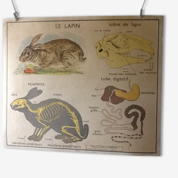 Affiche pédagogique des années 60 le lapin /le cheval