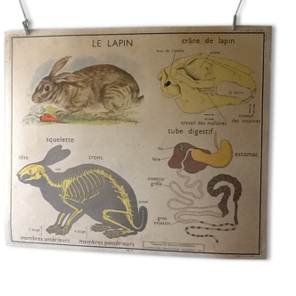 Educational poster from the 1960s is horse rabbit