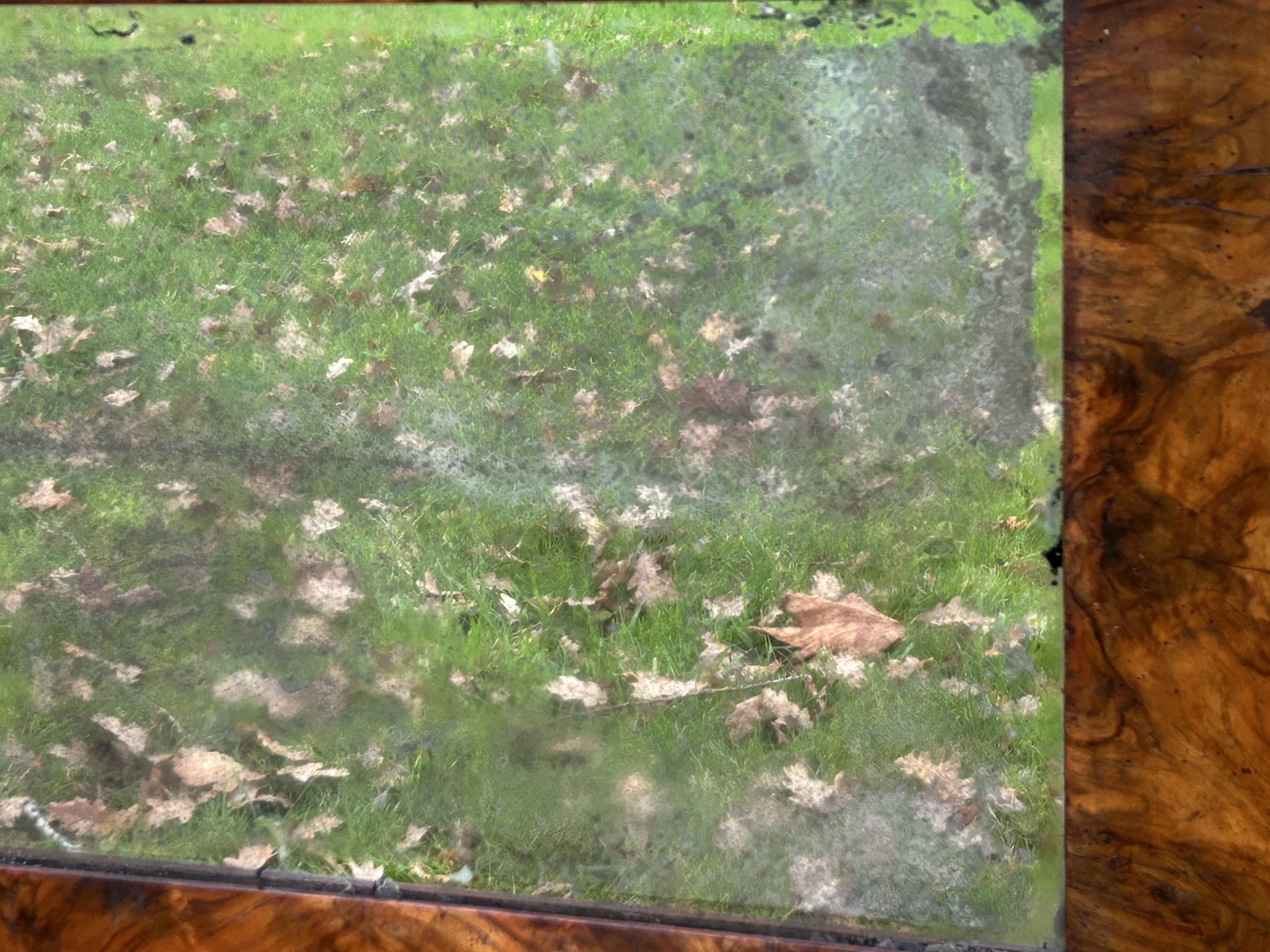 Antique mirror with elm burl molding, heavily demercurized, in its current condition