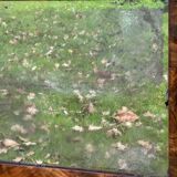 Antique mirror with elm burl molding, heavily demercurized, in its current condition