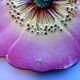 Assiette barbotine art déco fleur rose eglantine