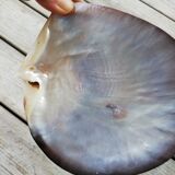 Mother-of-pearl shell
