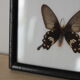 Butterfly frame