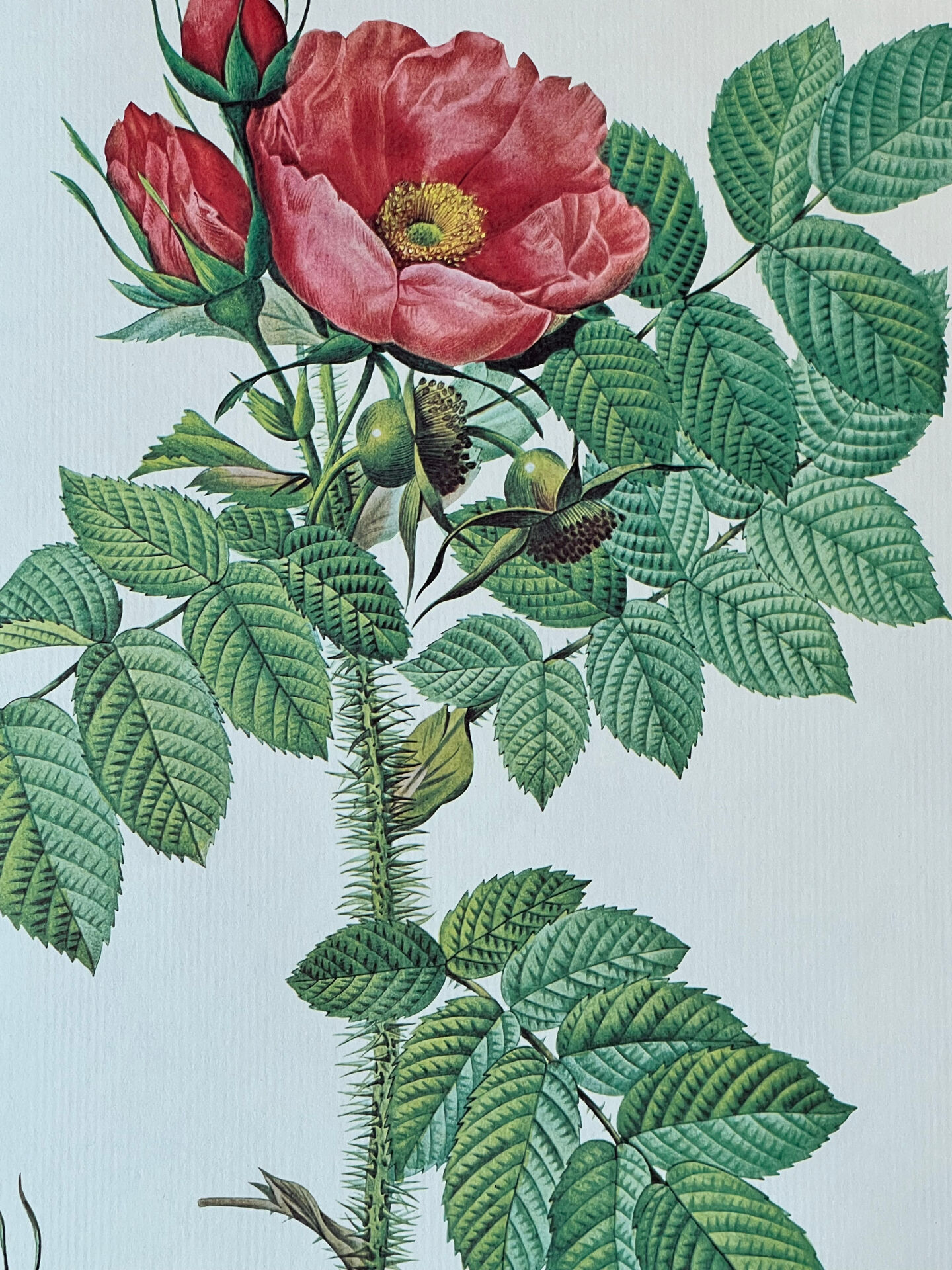Planche botanique - Rosier du Kamtschatka - 40,4x29,9cm
