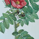 Planche botanique - Rosier du Kamtschatka - 40,4x29,9cm