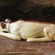 Porcelain biscuit greyhound