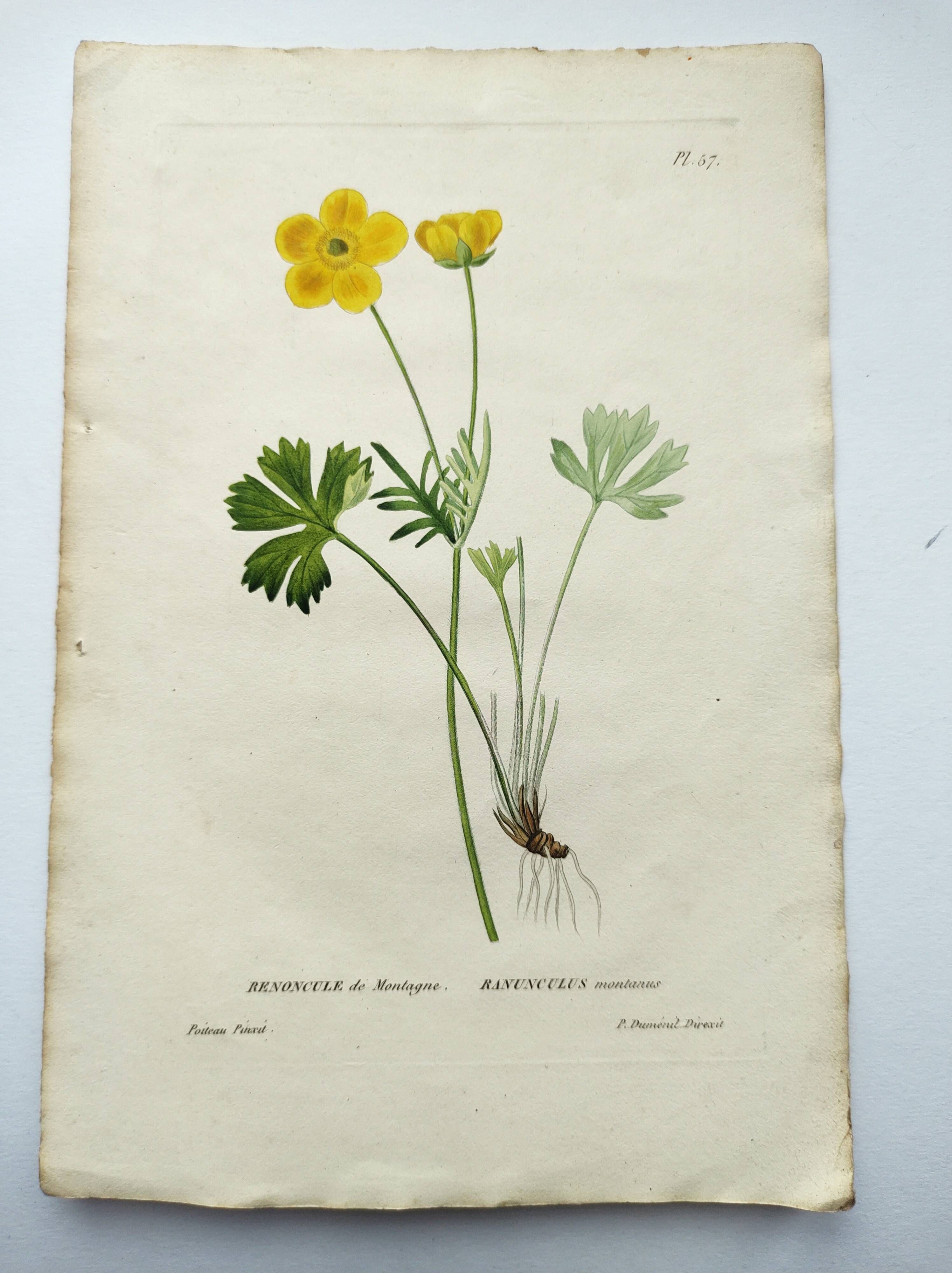 Antique botanical engraving from 1829 - Mountain Buttercup - By PA Poiteau. Hand colored.
