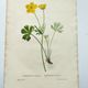 Antique botanical engraving from 1829 - Mountain Buttercup - By PA Poiteau. Hand colored.