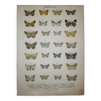 Lithographie de 1887 Papillons - Plumularia - Gravure ancienne zoologique