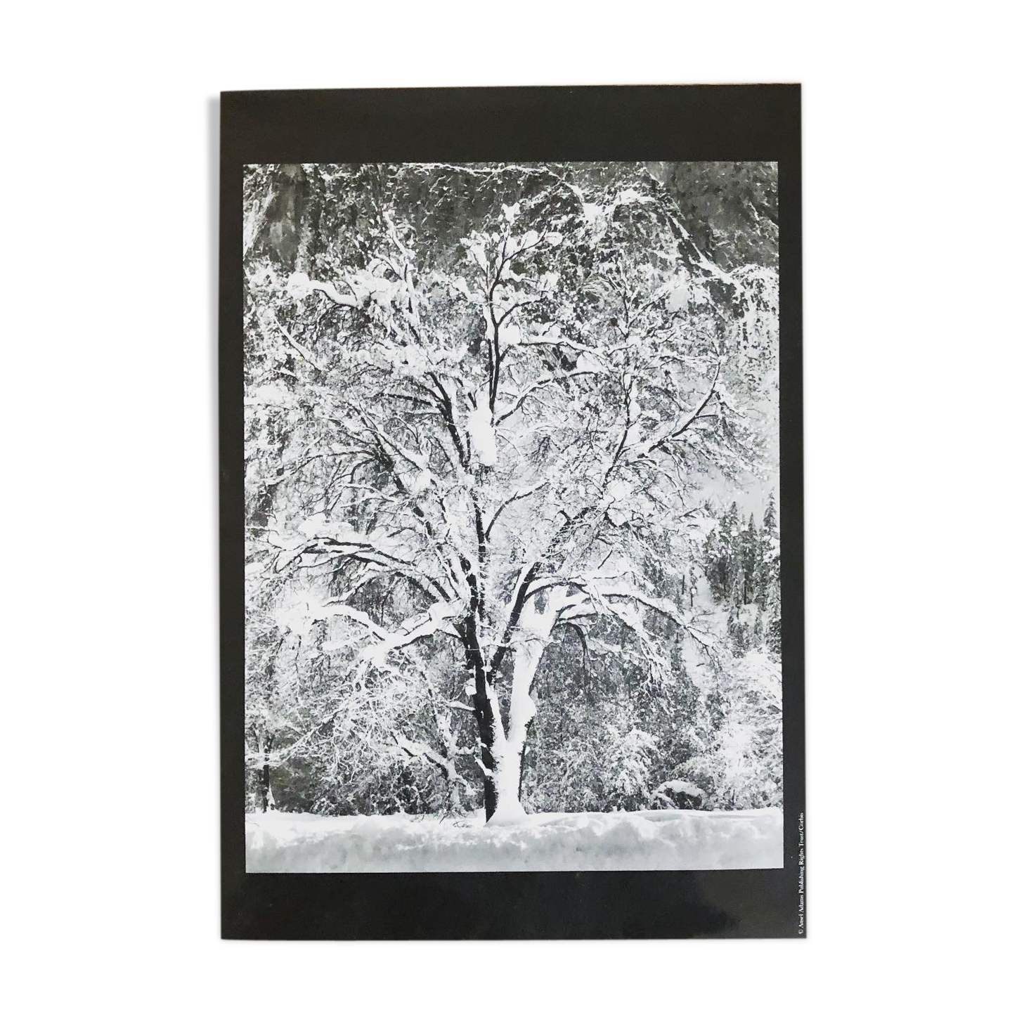 Photography snow tree