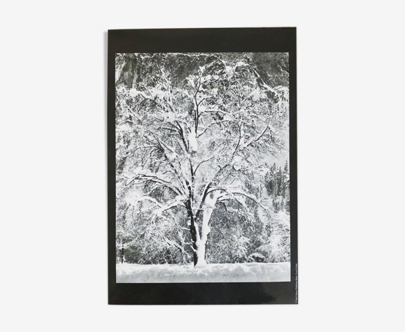 Photographie arbre enneigé