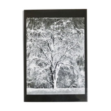 Photography snow tree