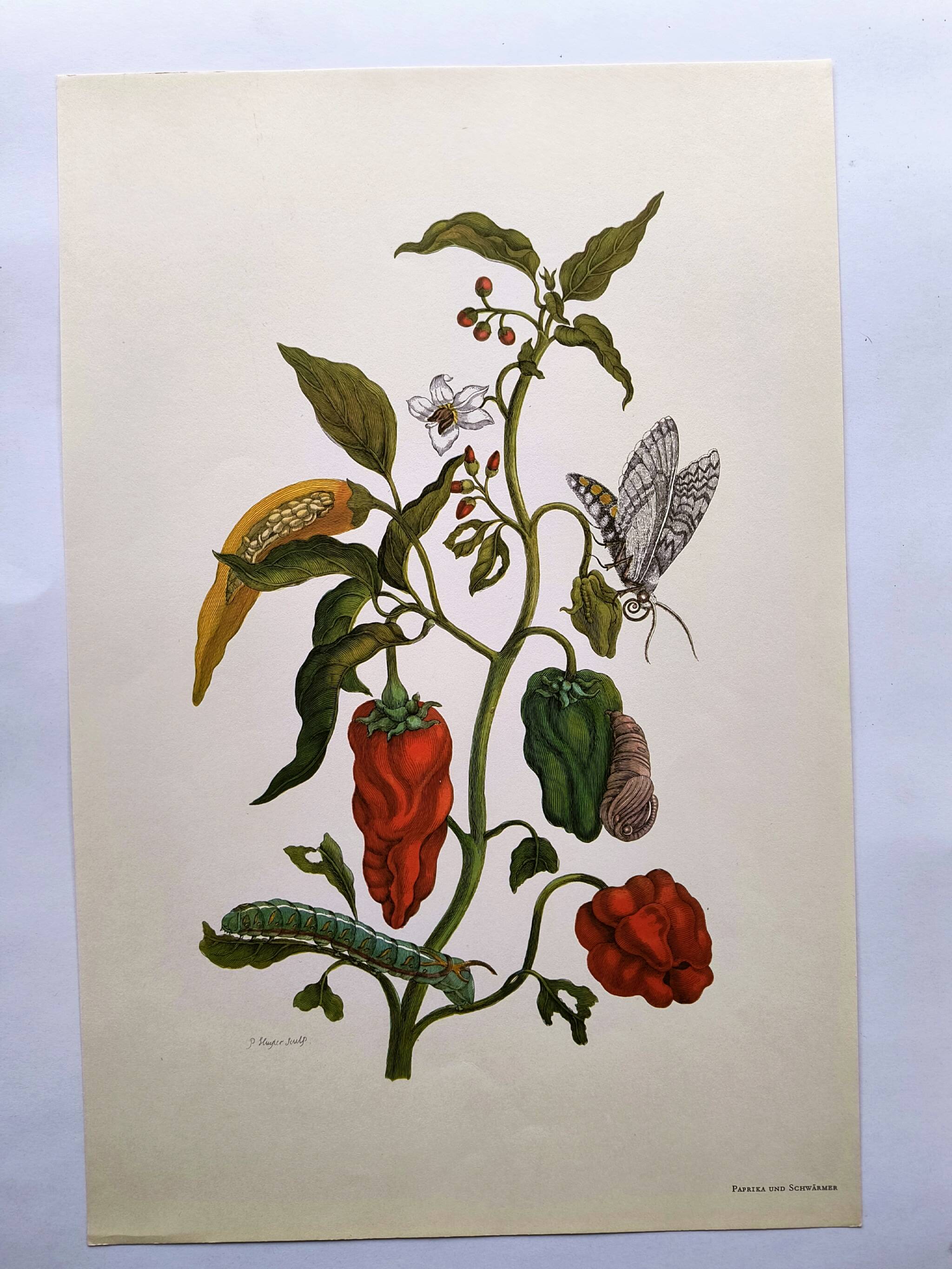 Botanical plate by Merian - Suriname pepper and hawk moth - illustration