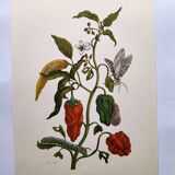 Botanical plate by Merian - Suriname pepper and hawk moth - illustration