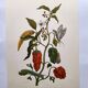 Botanical plate by Merian - Suriname pepper and hawk moth - illustration