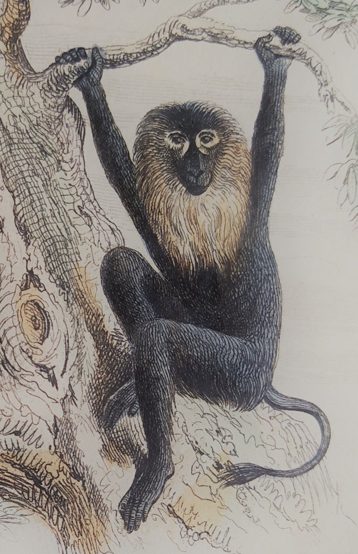 Original zoological board "Magot - Grand Papion - Ouanderou" Buffon 1840