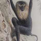 Original zoological board "Magot - Grand Papion - Ouanderou" Buffon 1840