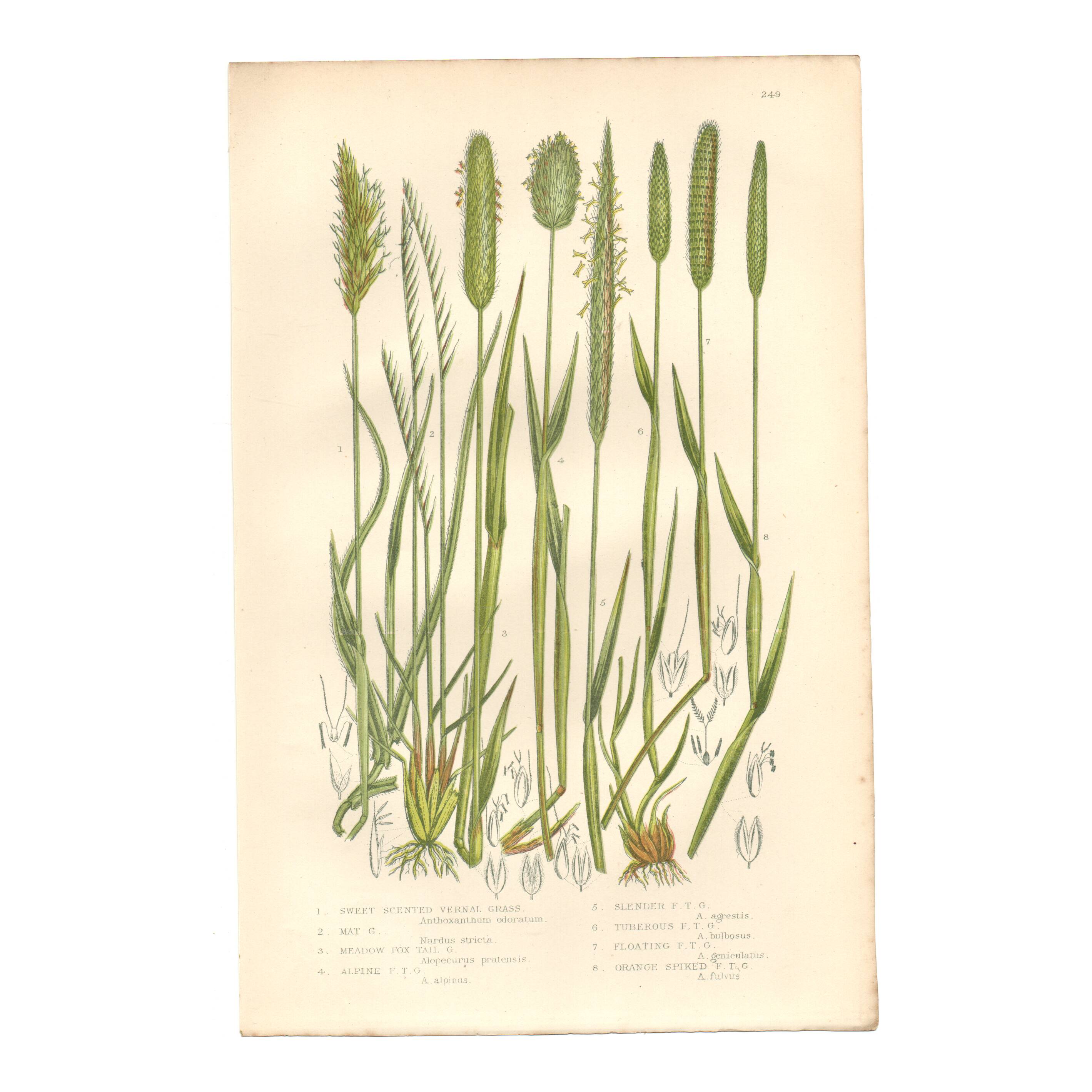 Gravure botanique ancienne de 1889 - Herbes douces par A. Pratt - naturelle