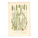 Gravure botanique ancienne de 1889 - Herbes douces par A. Pratt - naturelle